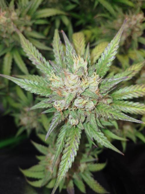 Super Boof XL Auto. Week 11