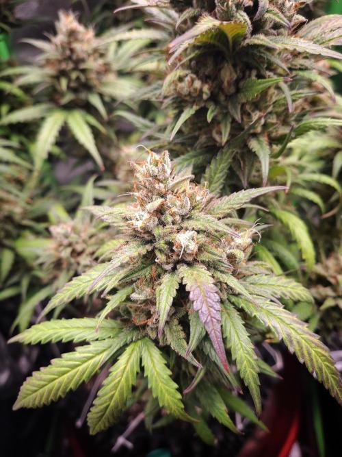 Super Boof XL Auto. Week 11