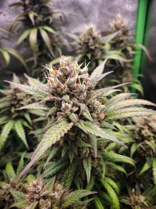 Super Boof XL Auto. Week 11