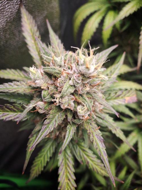Super Boof XL Auto. Week 11