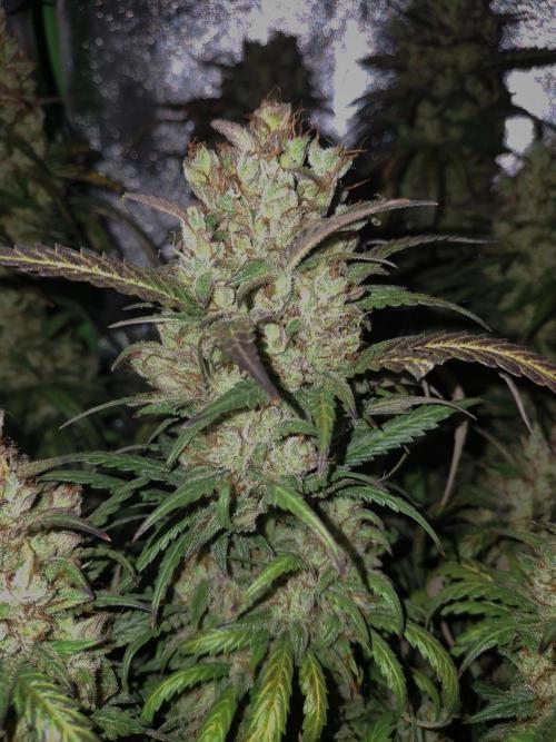 Super Boof XL Auto. Week 12