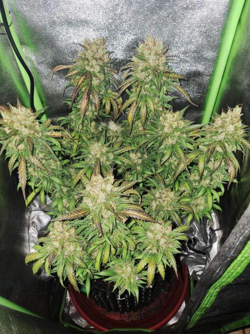 Super Boof XL Auto. Week 12