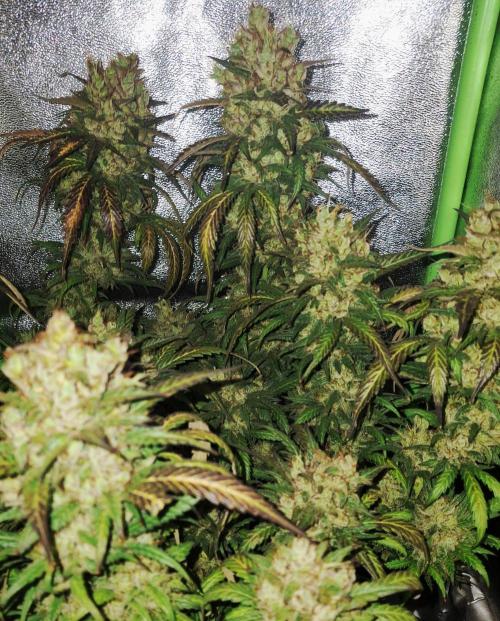 Super Boof XL Auto. Week 12