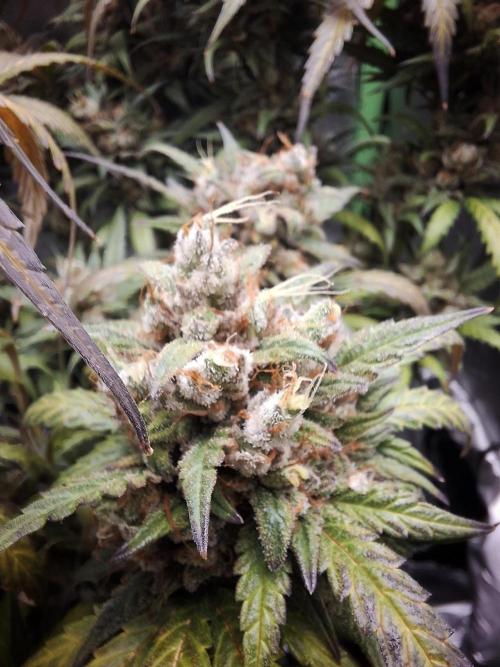 Super Boof XL Auto. Week 12