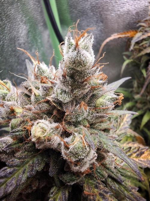 Super Boof XL Auto. Week 12