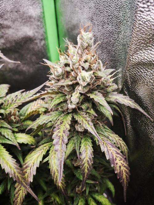 Super Boof XL Auto. Week 12
