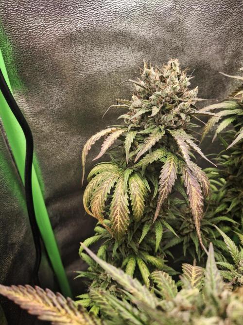 Super Boof XL Auto. Week 12