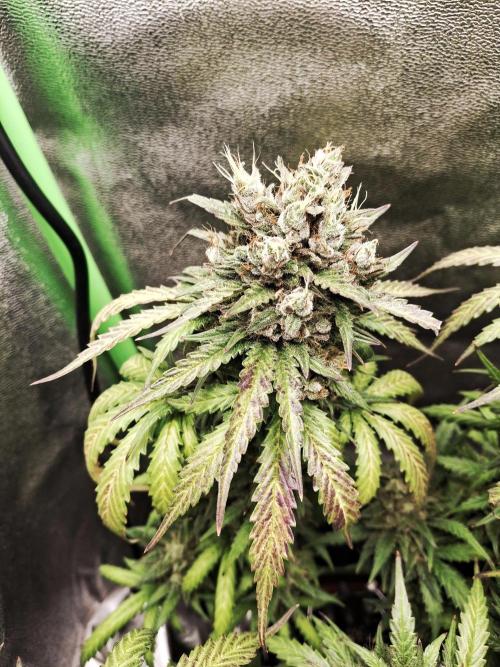 Super Boof XL Auto. Week 12