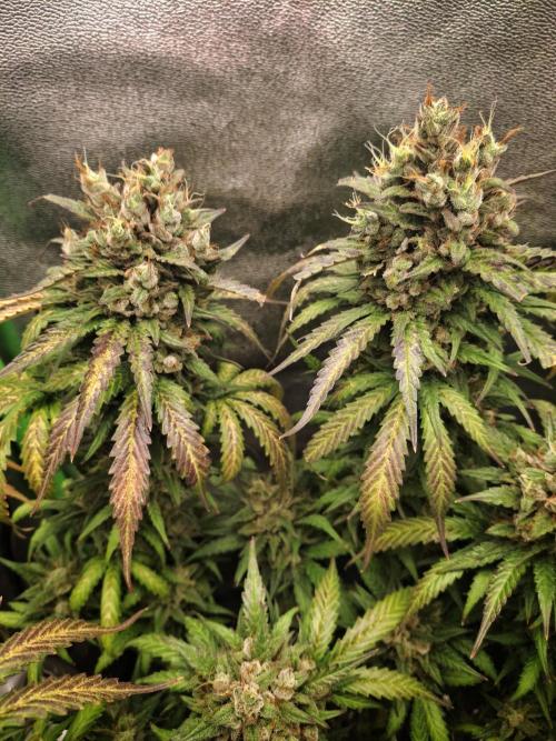 Super Boof XL Auto. Week 12