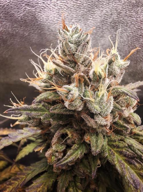 Super Boof XL Auto. Week 12
