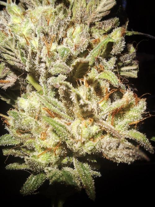 Super Boof XL Auto. Week 13