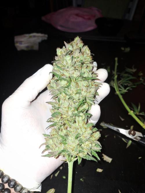 Super Boof XL Auto. Week 13