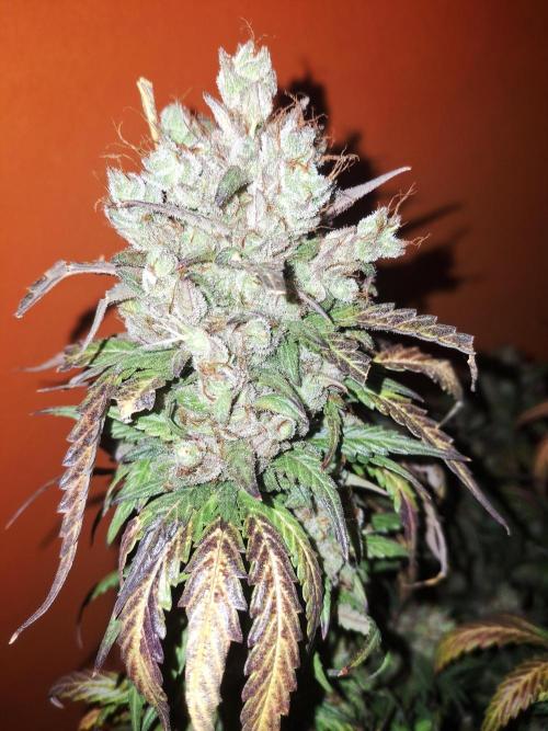 Super Boof XL Auto. Week 13