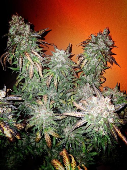 Super Boof XL Auto. Week 13