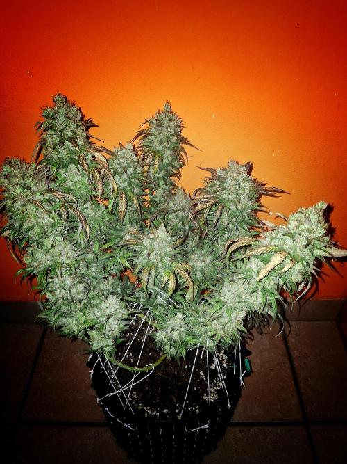 Super Boof XL Auto. Week 13