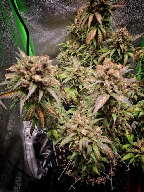 Super Boof XL Auto. Week 13