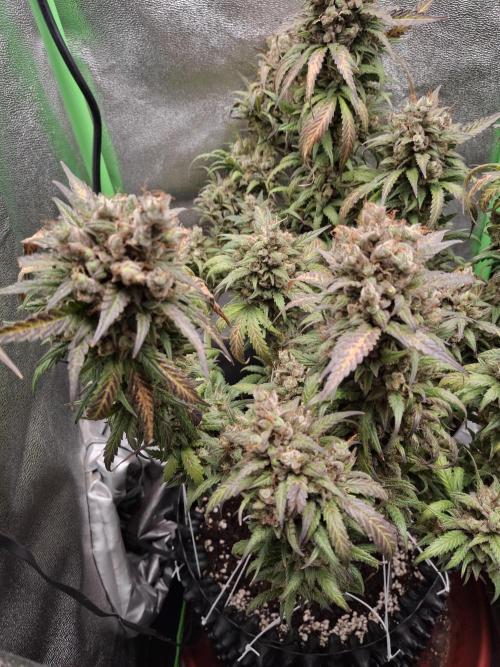 Super Boof XL Auto. Week 13