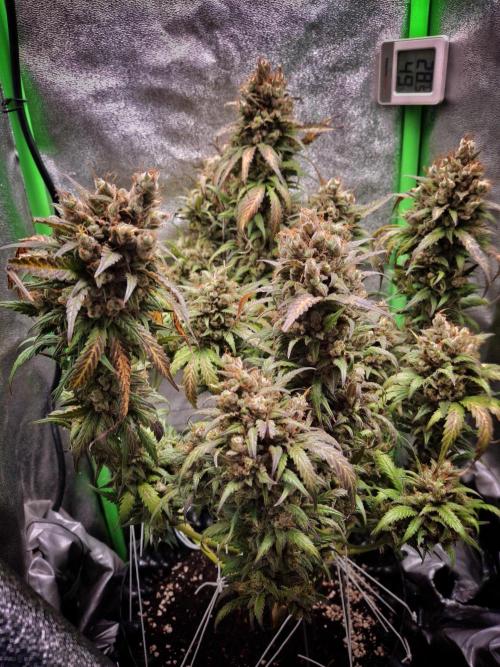 Super Boof XL Auto. Week 13
