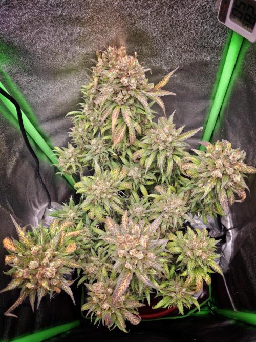 Super Boof XL Auto. Week 13
