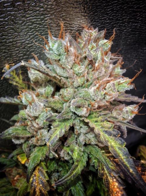 Super Boof XL Auto. Week 13