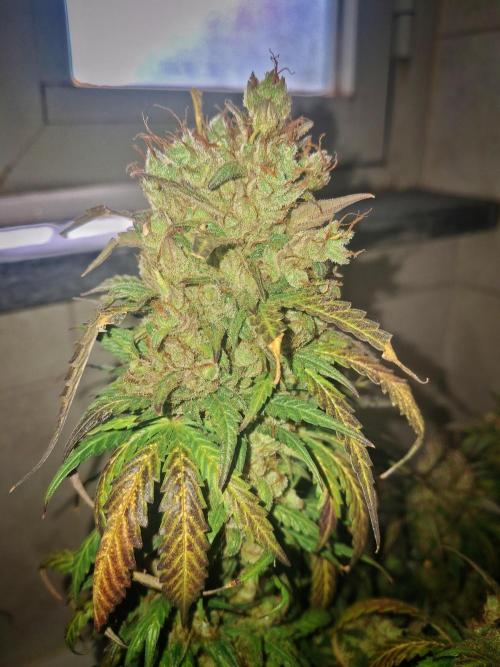 Super Boof XL Auto. Week 13