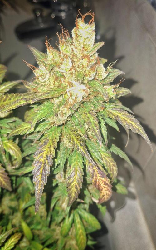 Super Boof XL Auto. Week 13