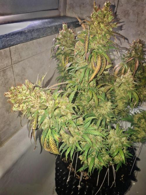 Super Boof XL Auto. Week 13