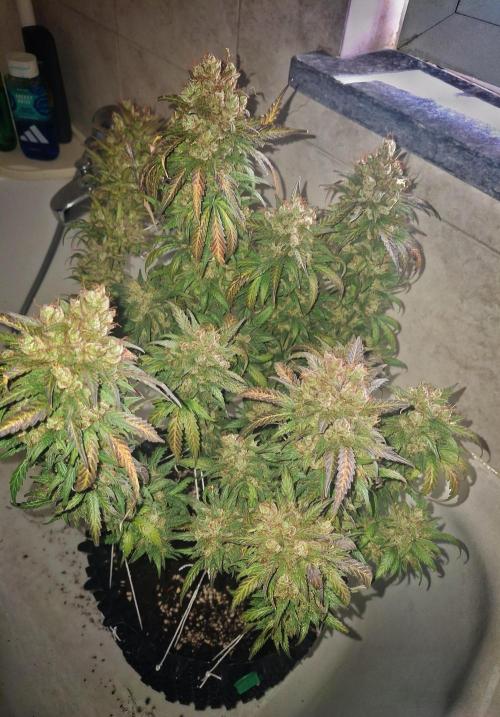 Super Boof XL Auto. Week 13