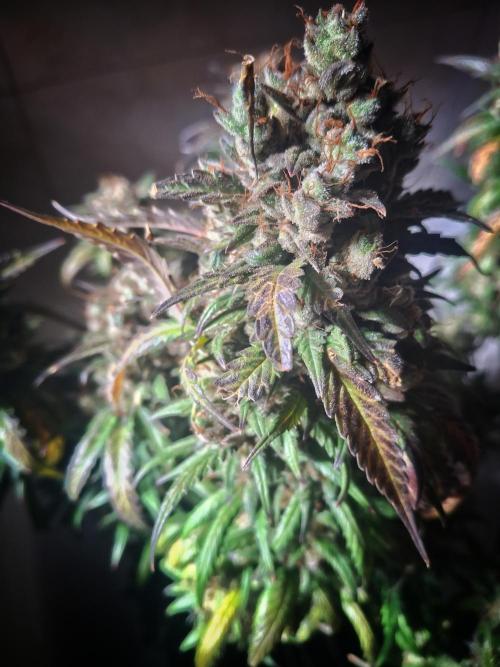 Super Boof XL Auto. Week 13