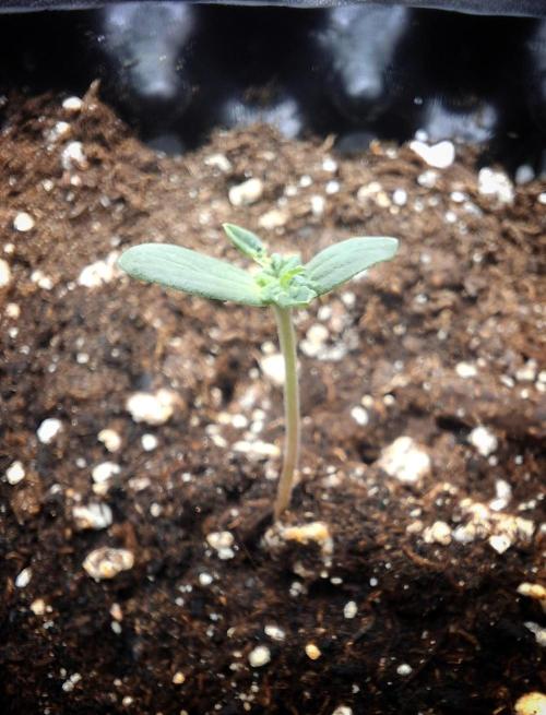 Lemon Pavlova - SensiSeeds. Week 0