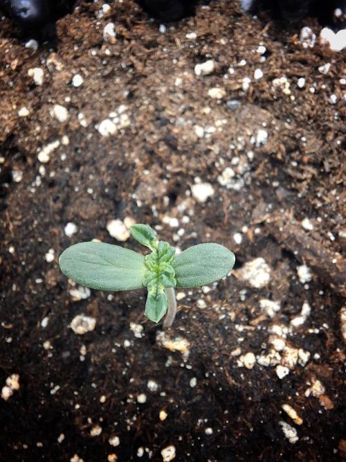 Lemon Pavlova - SensiSeeds. Week 0