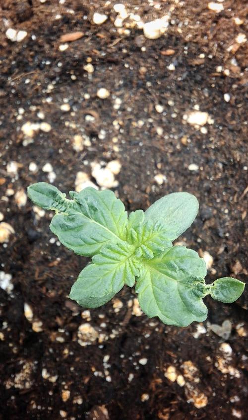 king power tent 40x40x160. Week 0