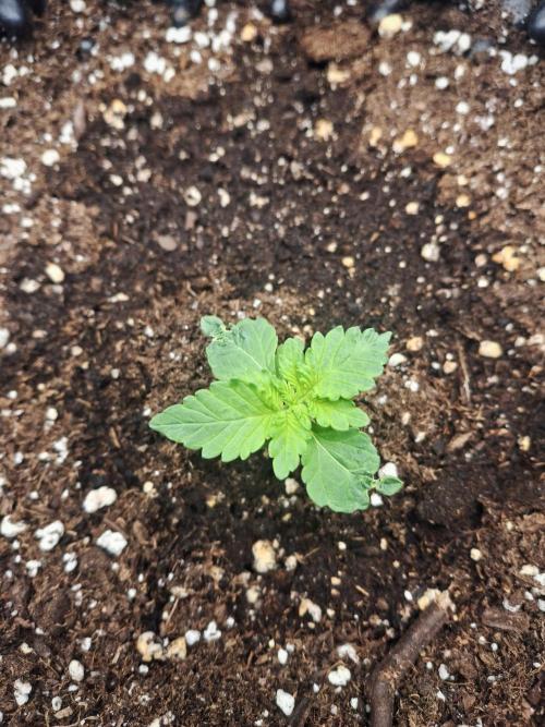 Lemon Pavlova - SensiSeeds. Week 0
