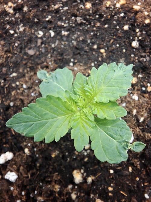Lemon Pavlova - SensiSeeds. Week 0
