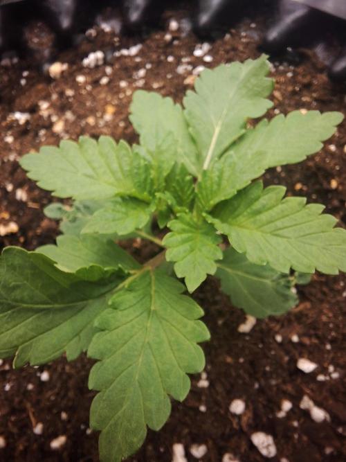 Lemon Pavlova - SensiSeeds. Week 1