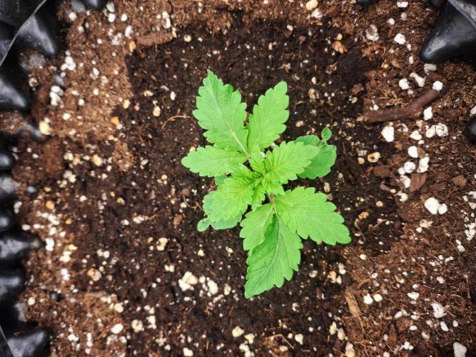 Lemon Pavlova - SensiSeeds. Week 1