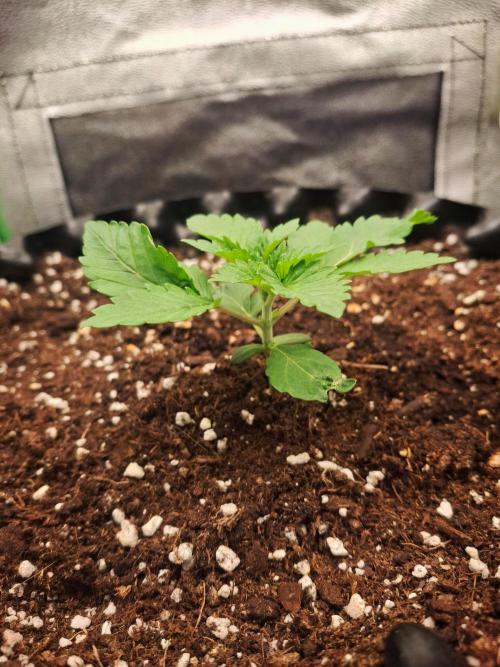 Lemon Pavlova - SensiSeeds. Week 1