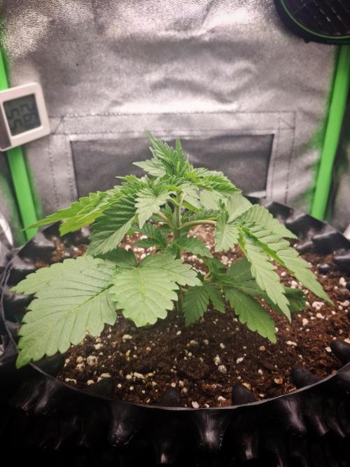 Lemon Pavlova - SensiSeeds. Week 2