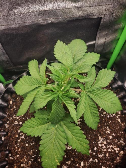 Lemon Pavlova - SensiSeeds. Week 2
