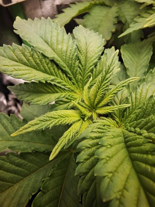 Lemon Pavlova - SensiSeeds. Week 4
