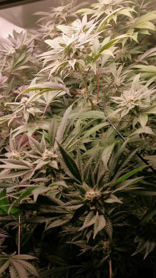 Hydro SOG EBB & drain