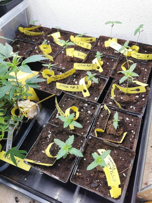 Pheno Research Blue Knuckle Punch. Week 2