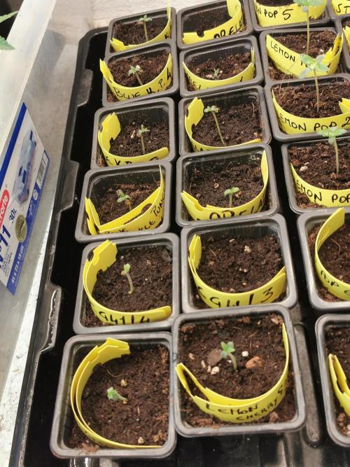 Pheno Research Blue Knuckle Punch. Week 2