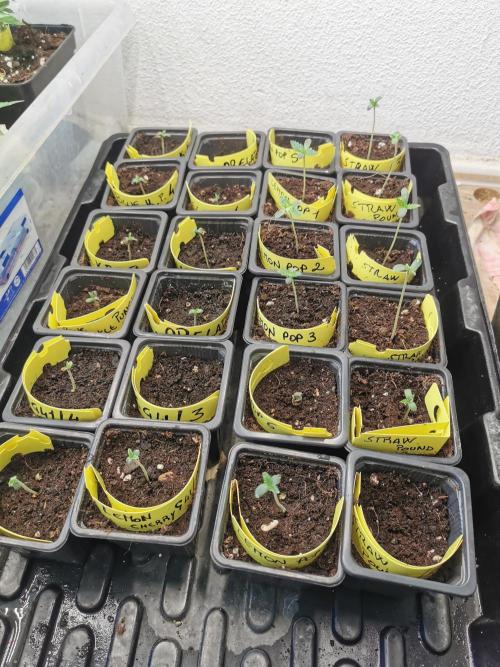 Pheno Research Blue Knuckle Punch. Week 2