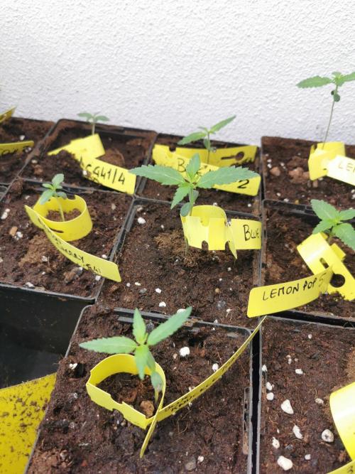 Pheno Research Blue Knuckle Punch. Week 2