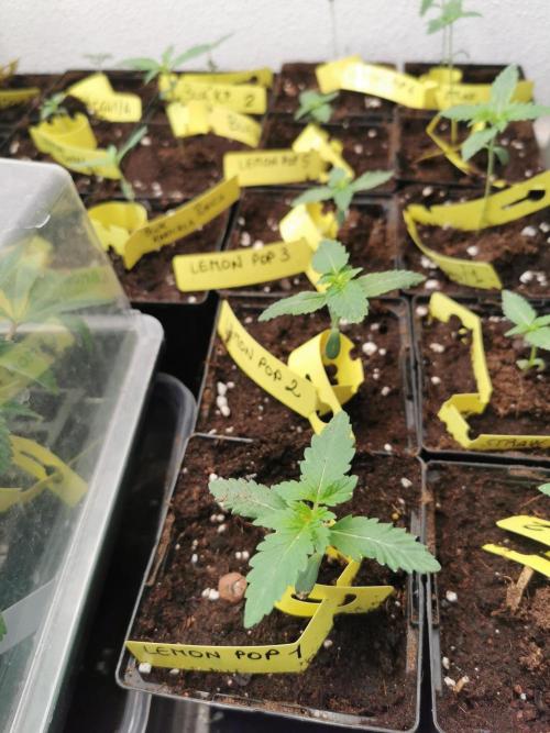 LemonPOP🍋. Week 2