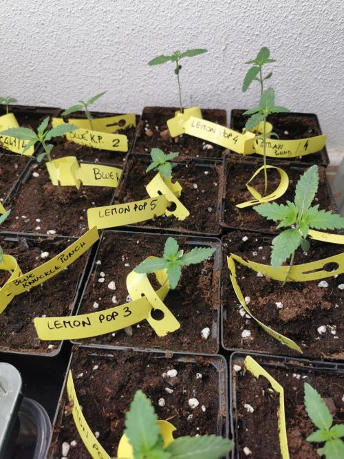 LemonPOP🍋. Week 2