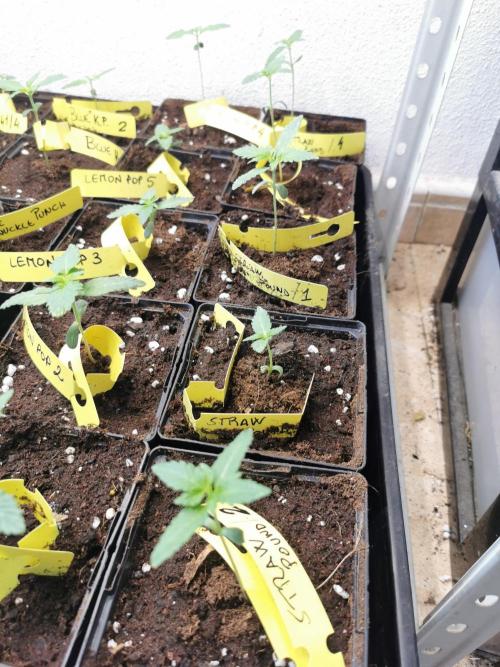 Strawberry poundcake 🍓🍇. Week 3