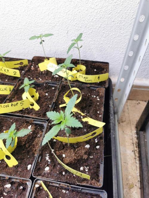 Strawberry poundcake 🍓🍇. Week 3