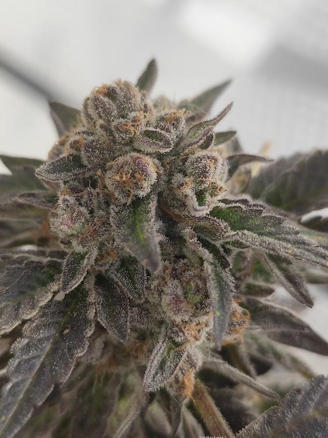 High Society / Frenzy / LCG x Gelato 41. Week 8